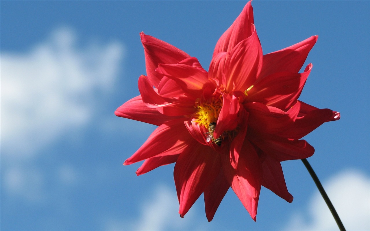 Dahlia 大麗花 高清壁紙(一) #10 - 1280x800