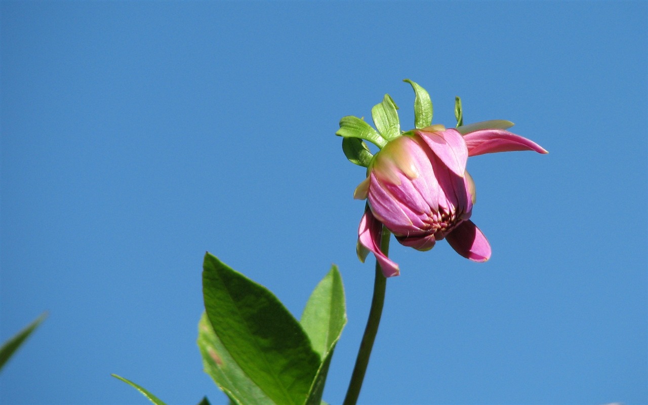 Dahlia 大丽花 高清壁纸(一)11 - 1280x800