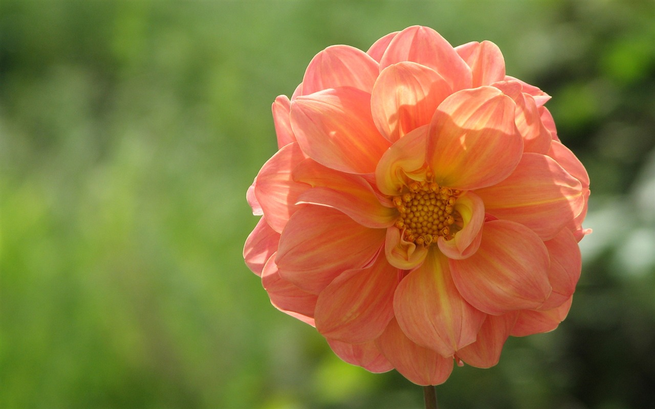 Dahlia flowers HD wallpaper (1) #12 - 1280x800