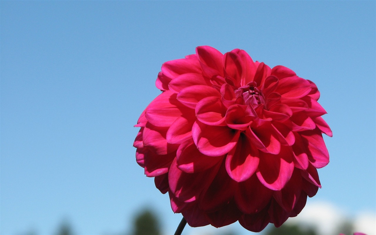Dahlia květiny HD tapetu (1) #14 - 1280x800