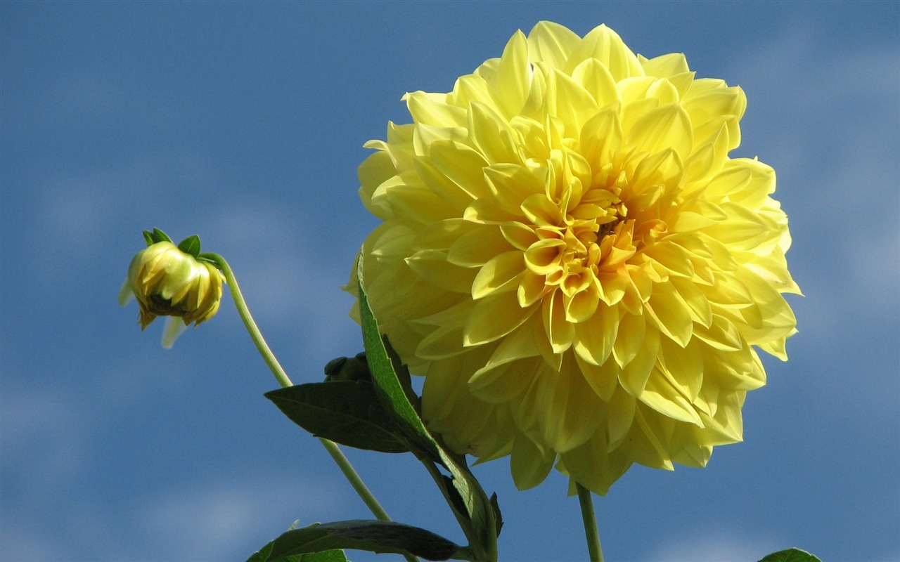Dahlia 大麗花 高清壁紙(一) #15 - 1280x800