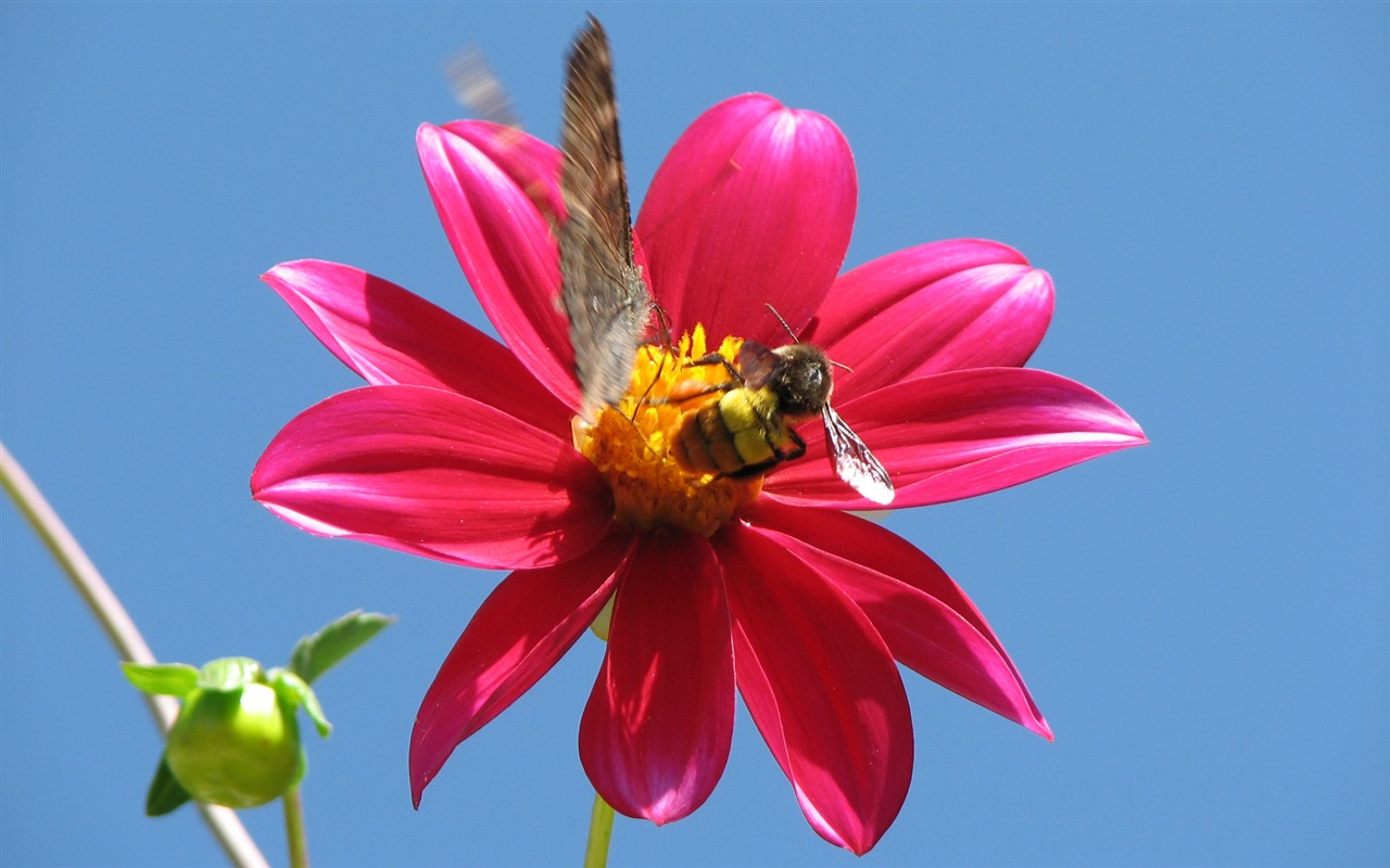Dahlia květiny HD tapetu (2) #1 - 1280x800