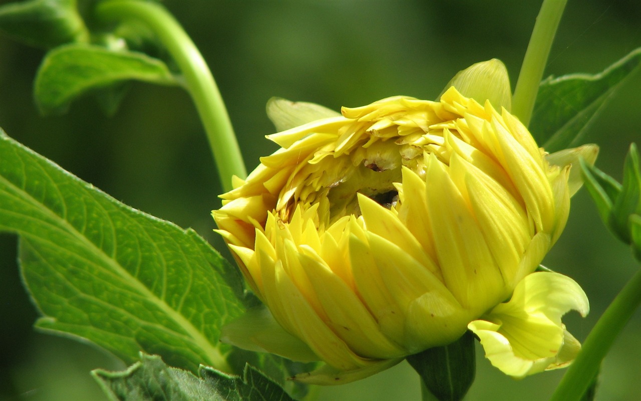 Dahlia fleurs wallpaper HD (2) #2 - 1280x800