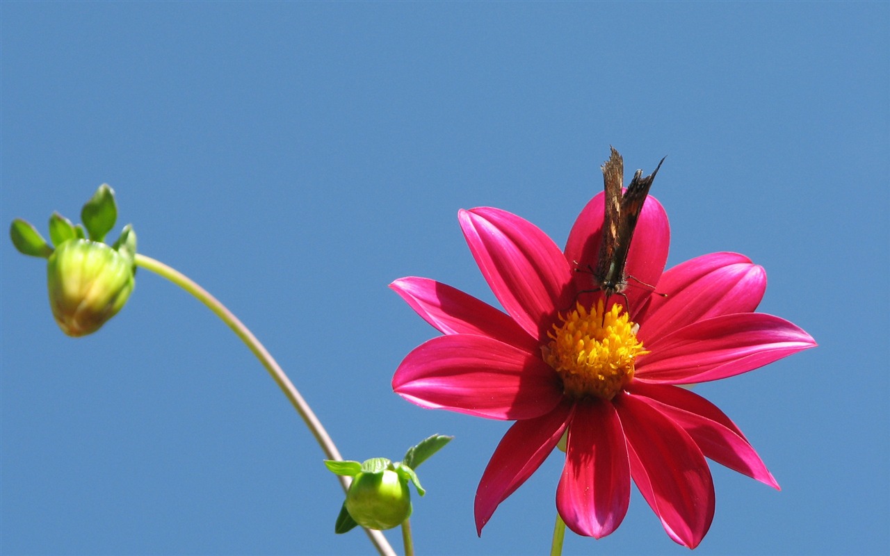 Dahlia fleurs wallpaper HD (2) #5 - 1280x800