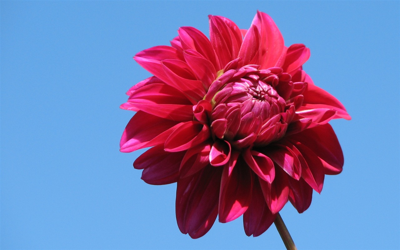 Dahlia květiny HD tapetu (2) #6 - 1280x800