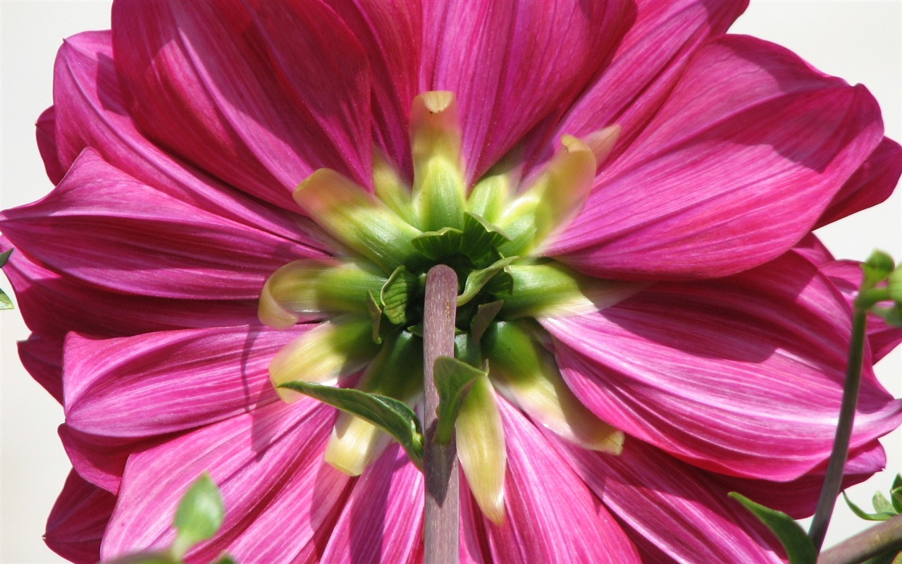 Dahlia květiny HD tapetu (2) #7 - 1280x800