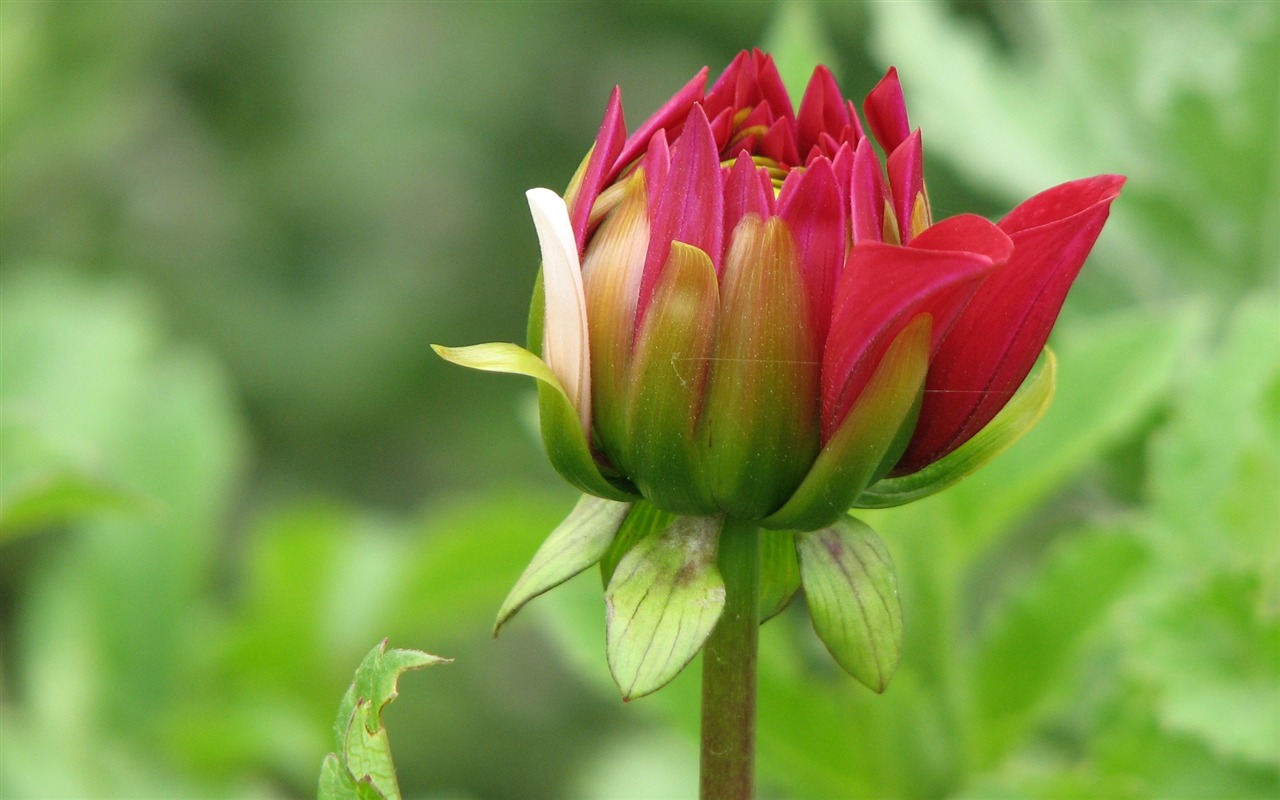 Dahlia květiny HD tapetu (2) #10 - 1280x800