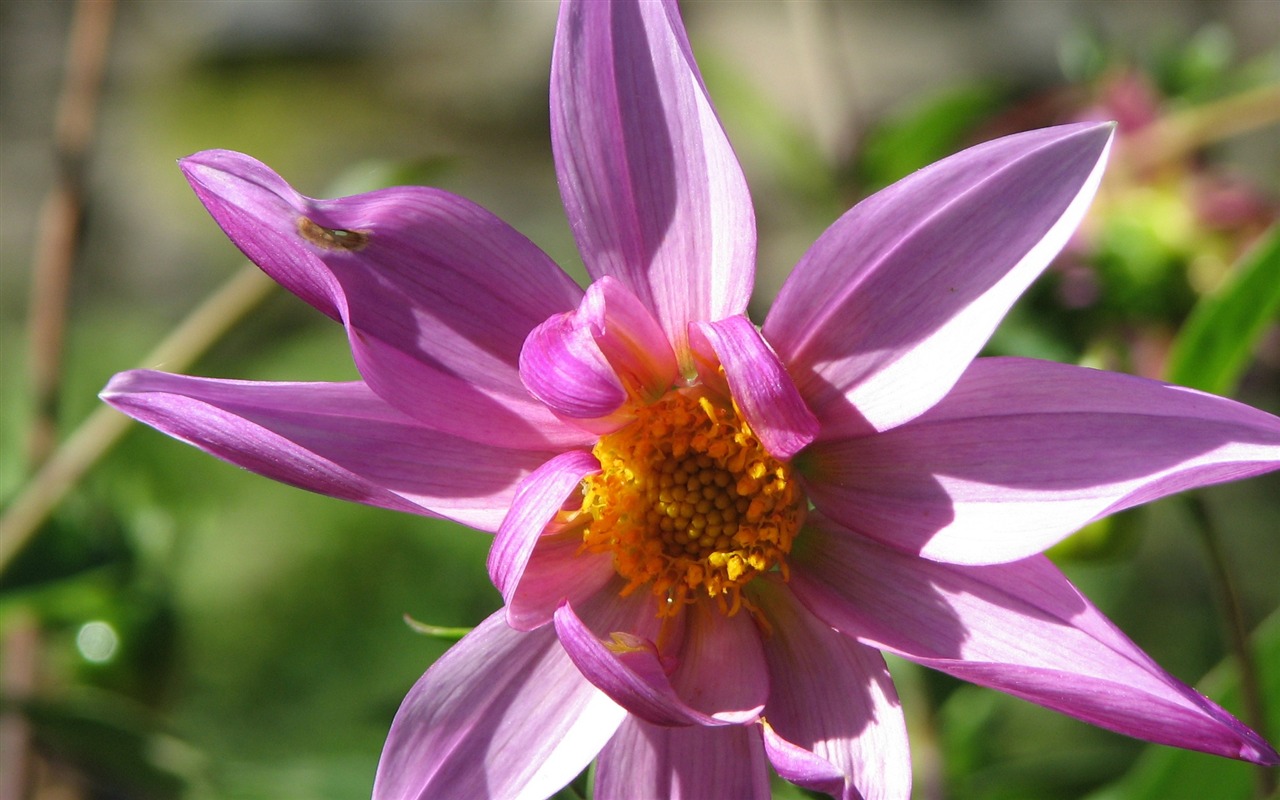Dahlia květiny HD tapetu (2) #12 - 1280x800