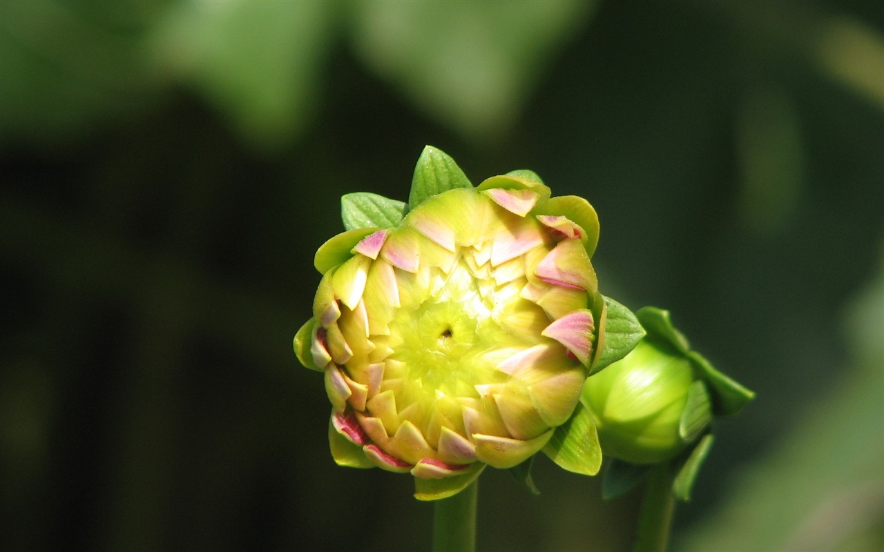 Dahlia 大麗花 高清壁紙(二) #13 - 1280x800