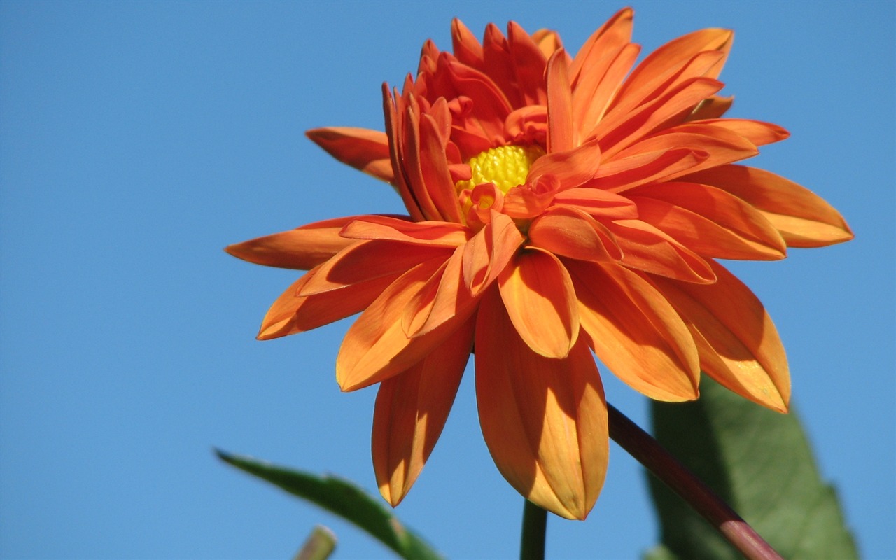 Dahlia 大麗花 高清壁紙(二) #14 - 1280x800