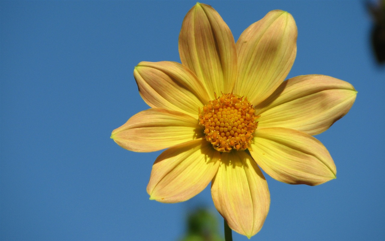 Dahlia 大麗花 高清壁紙(二) #15 - 1280x800