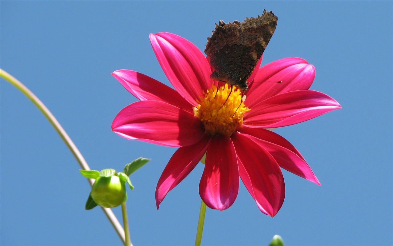 Dahlia květiny HD tapetu (2) #16 - 1280x800