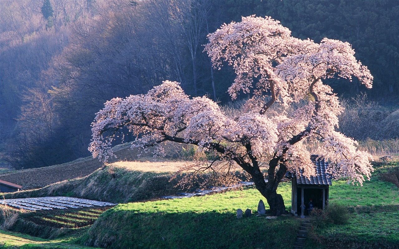 風光合集壁紙(46) #5 - 1280x800