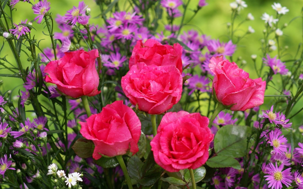 Rose Foto tapety (6) #1 - 1280x800