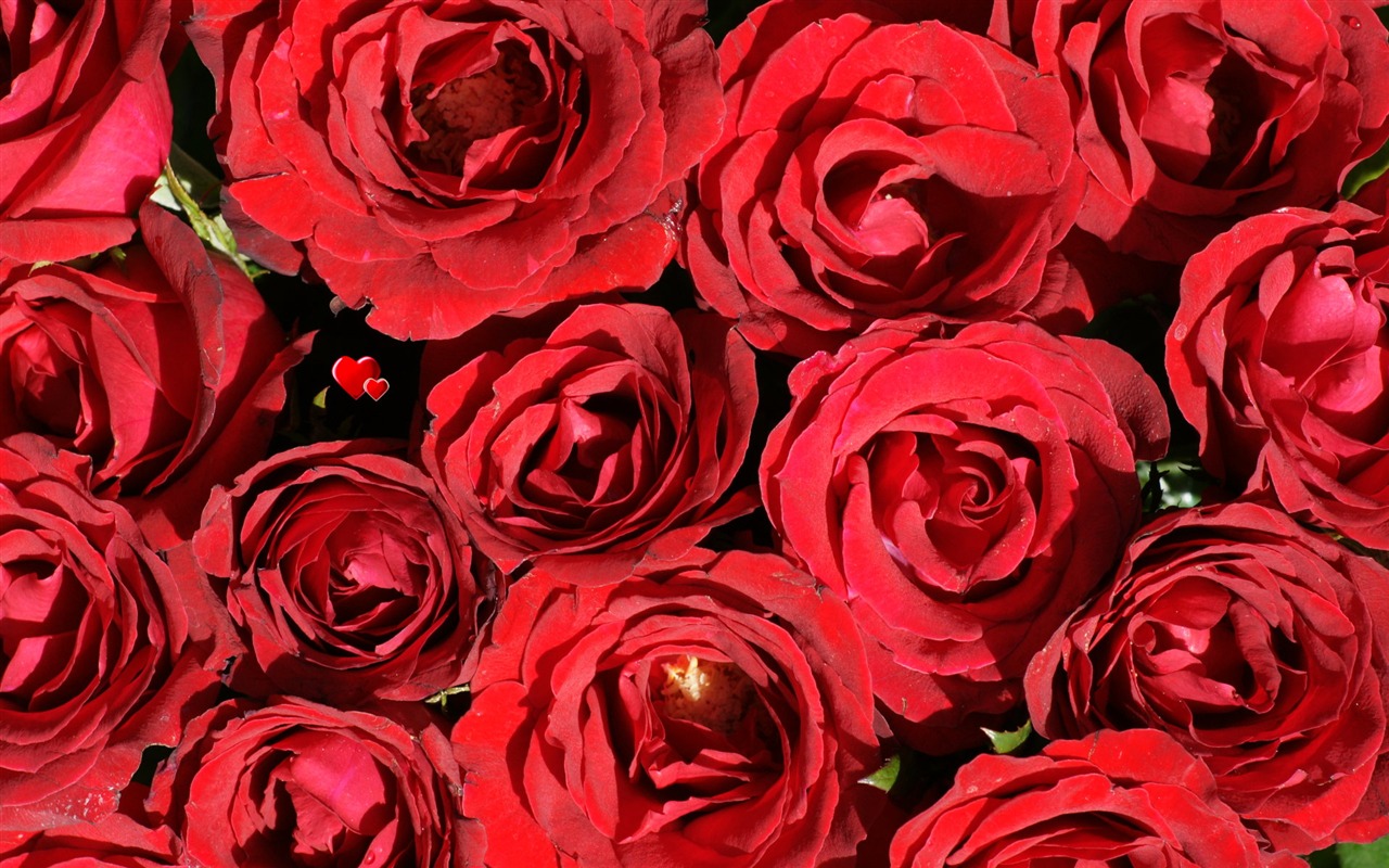 Rose Photo Wallpaper (6) #3 - 1280x800