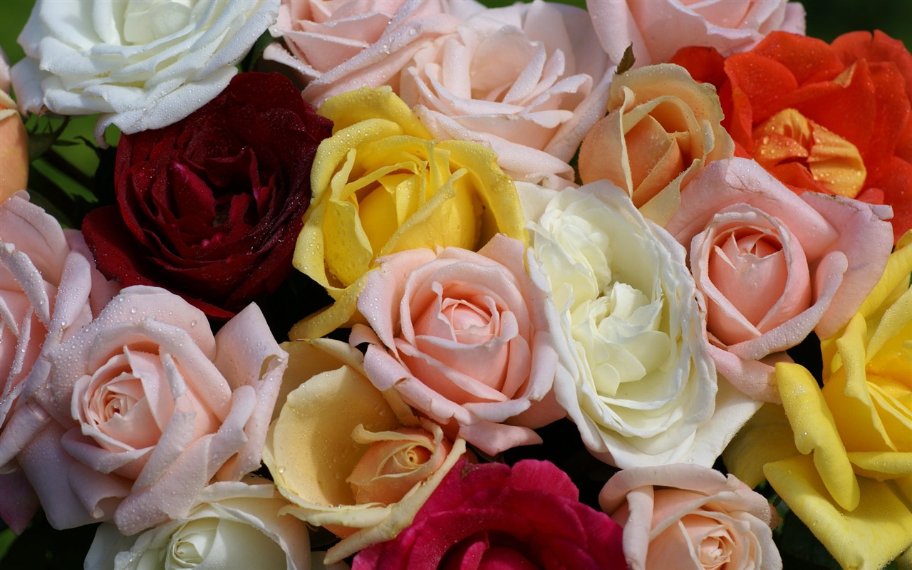 Rose Foto tapety (6) #9 - 1280x800