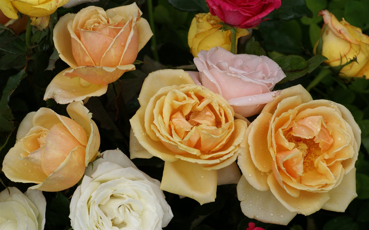 Rose Foto tapety (6) #13 - 1280x800