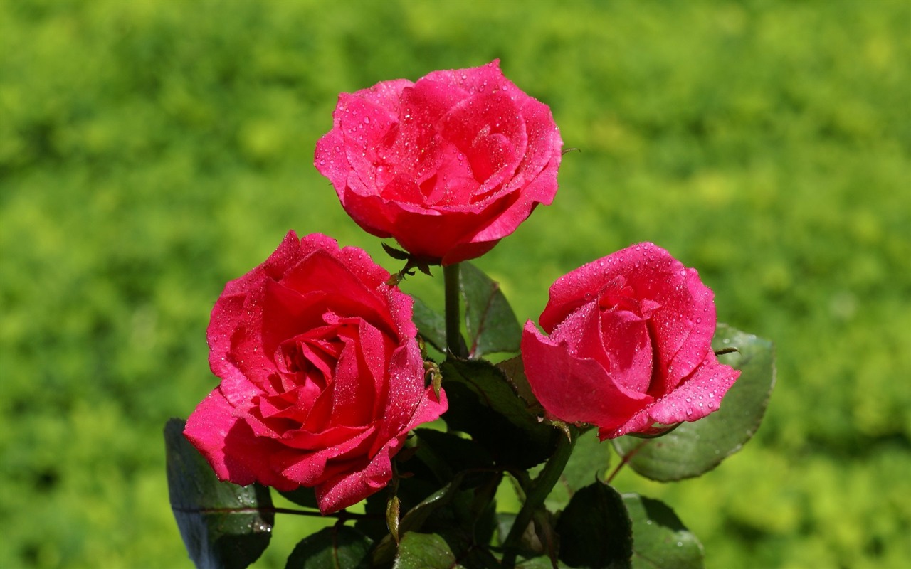 Rose Foto tapety (6) #17 - 1280x800
