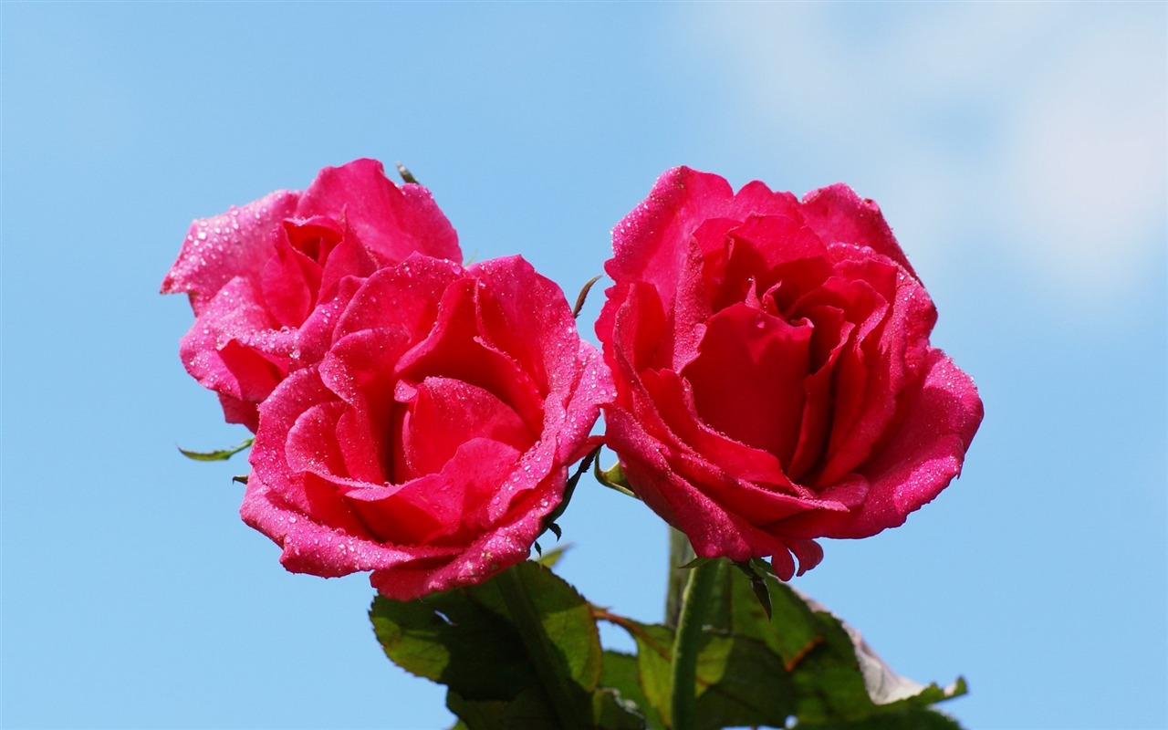 Rose Foto tapety (6) #18 - 1280x800