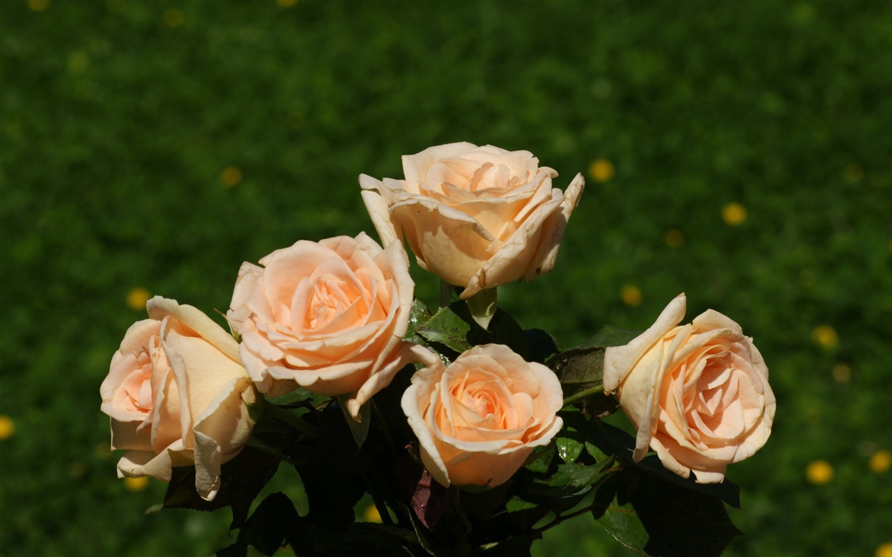 Rose Foto tapety (7) #4 - 1280x800