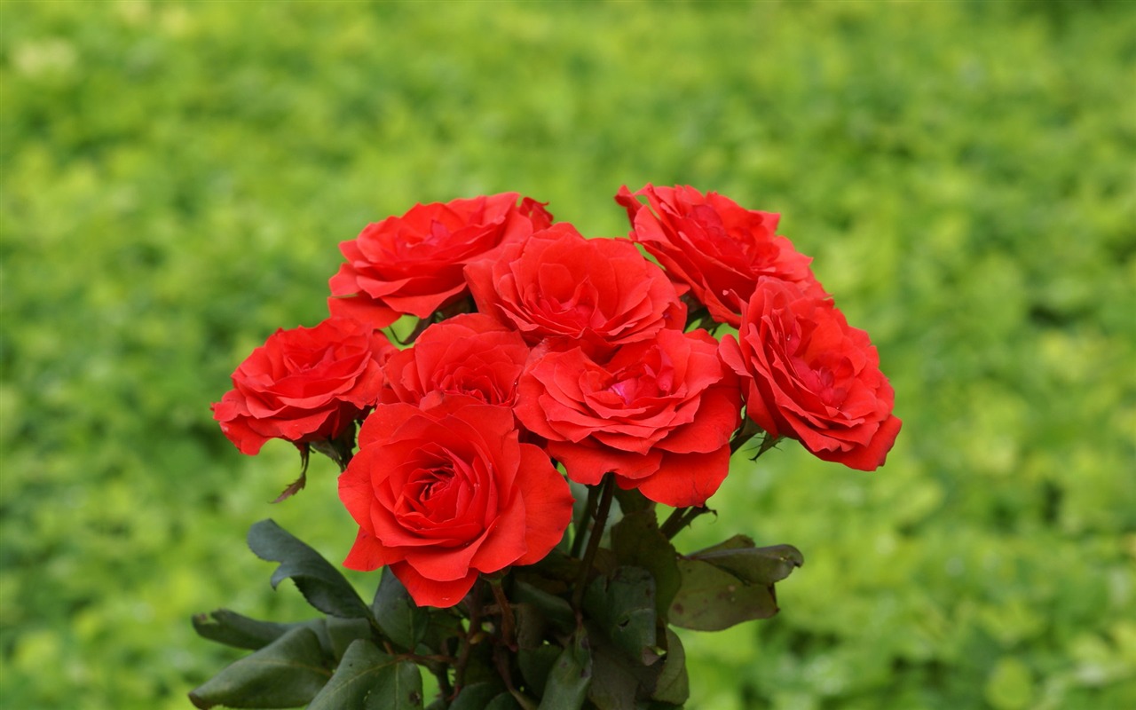 Rose Foto tapety (7) #8 - 1280x800