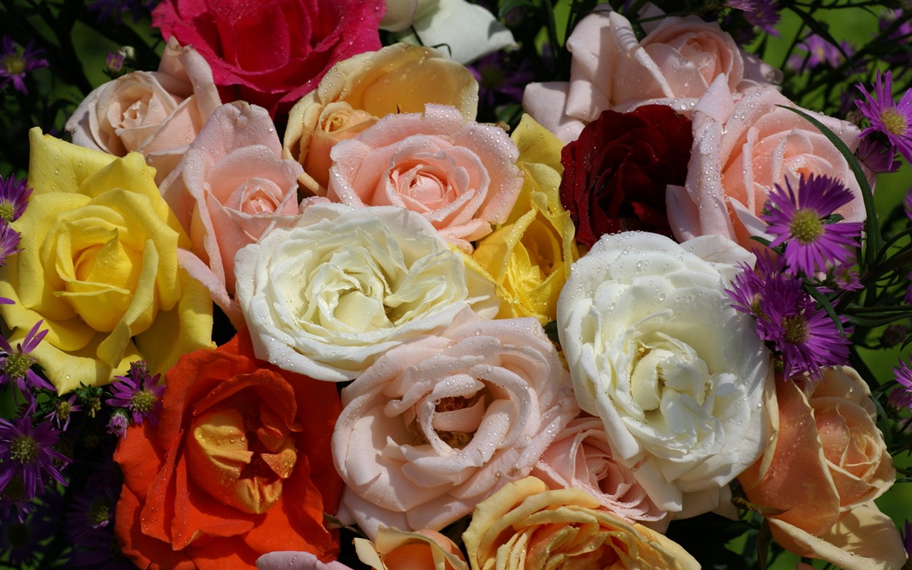Rose Foto tapety (7) #9 - 1280x800