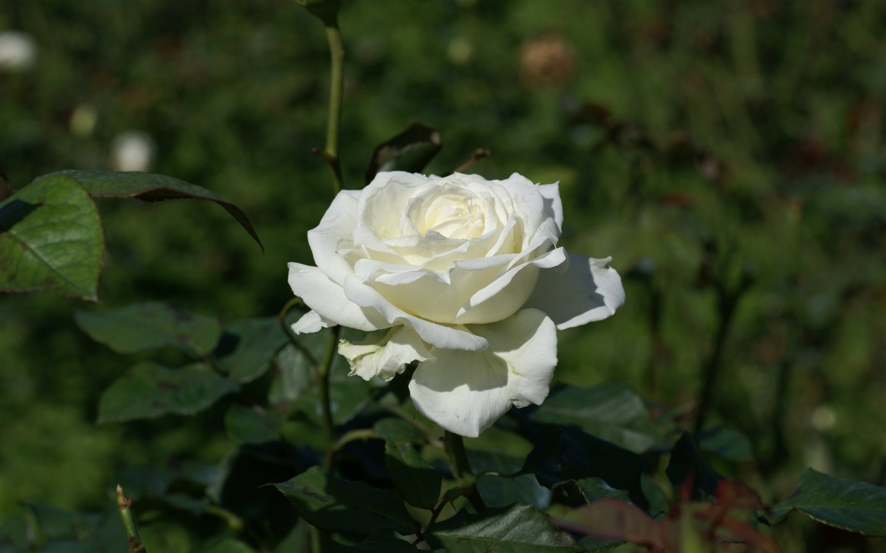 Rose Foto tapety (7) #14 - 1280x800