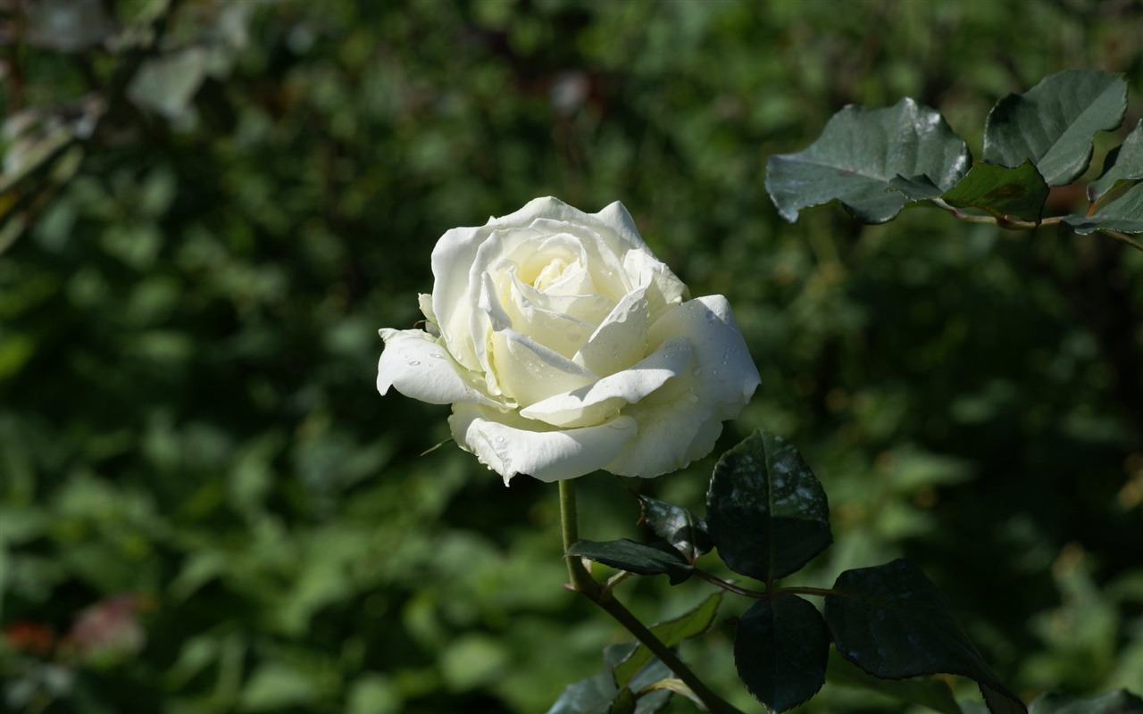 Rose Foto tapety (7) #15 - 1280x800