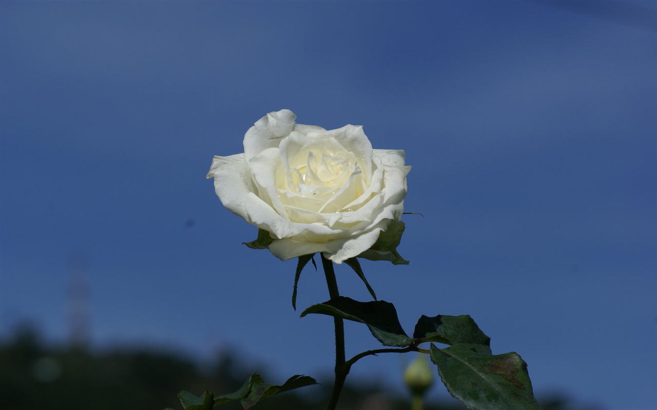 玫瑰写真 壁纸(七)16 - 1280x800
