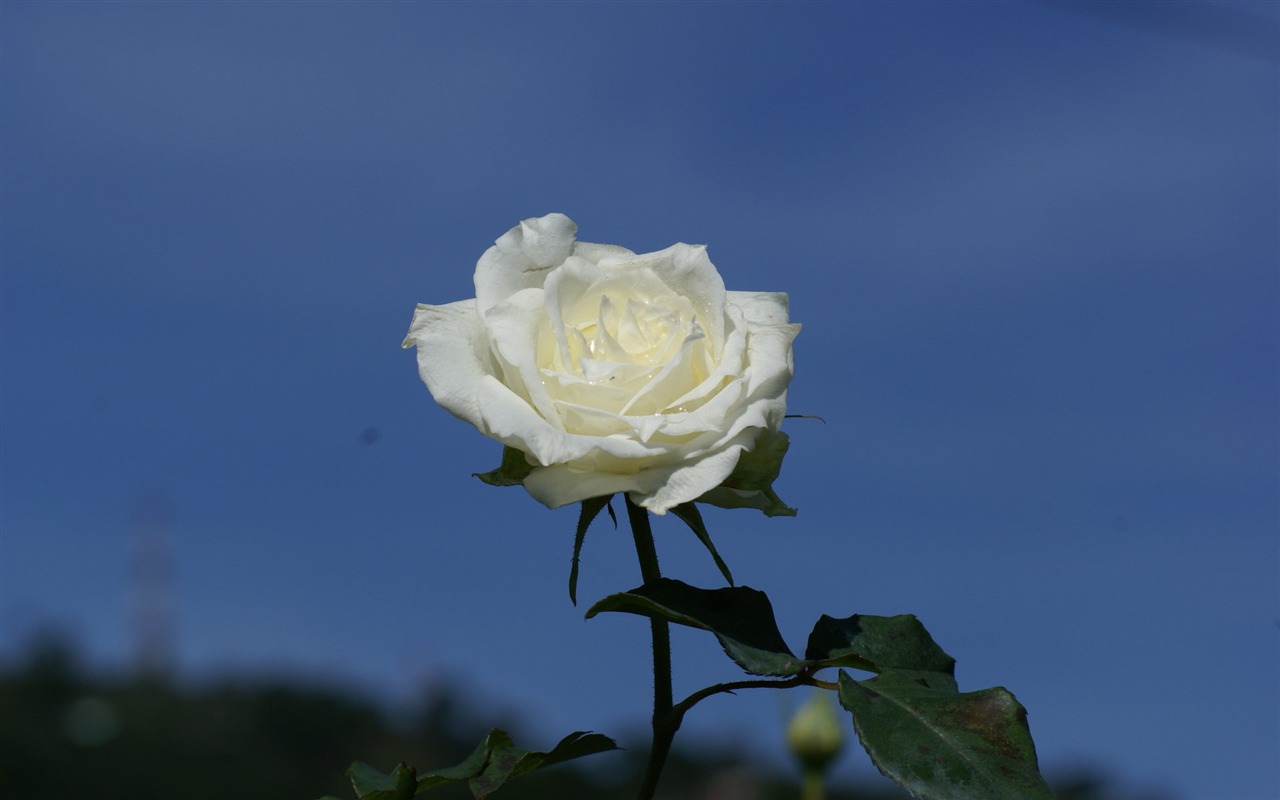 Rose Foto tapety (7) #16 - 1280x800