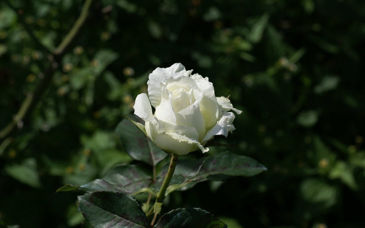 Rose Foto tapety (7) #17 - 1280x800