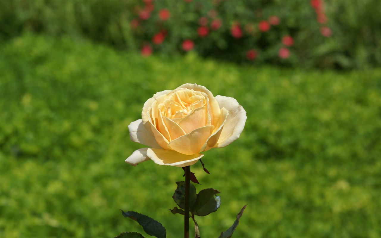 Rose Foto tapety (7) #18 - 1280x800