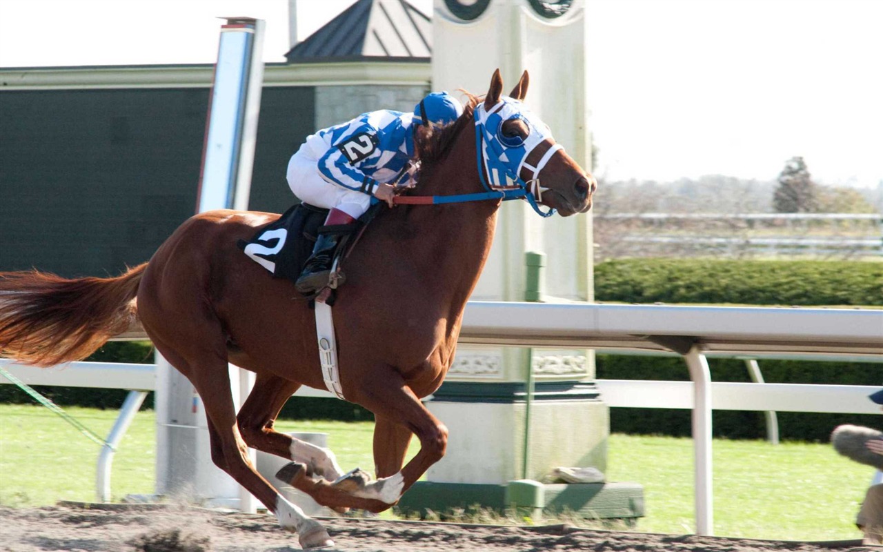 Secretariat 一代驕馬 高清壁紙(一) #5 - 1280x800