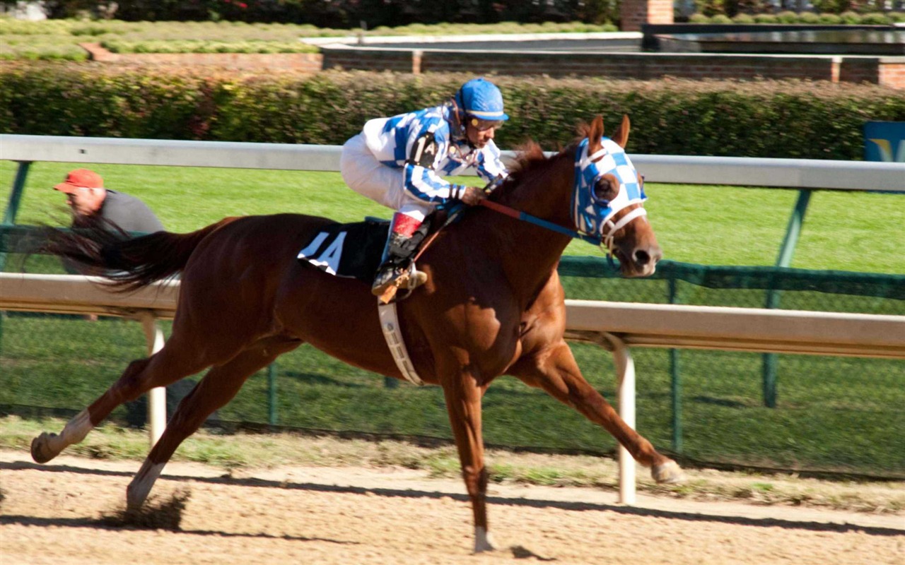 Secretariat 一代驕馬 高清壁紙(一) #6 - 1280x800