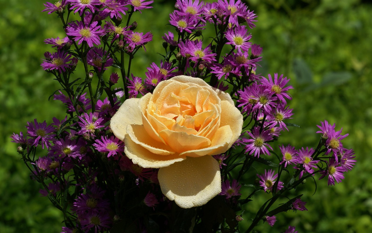 Rose Foto tapety (8) #3 - 1280x800
