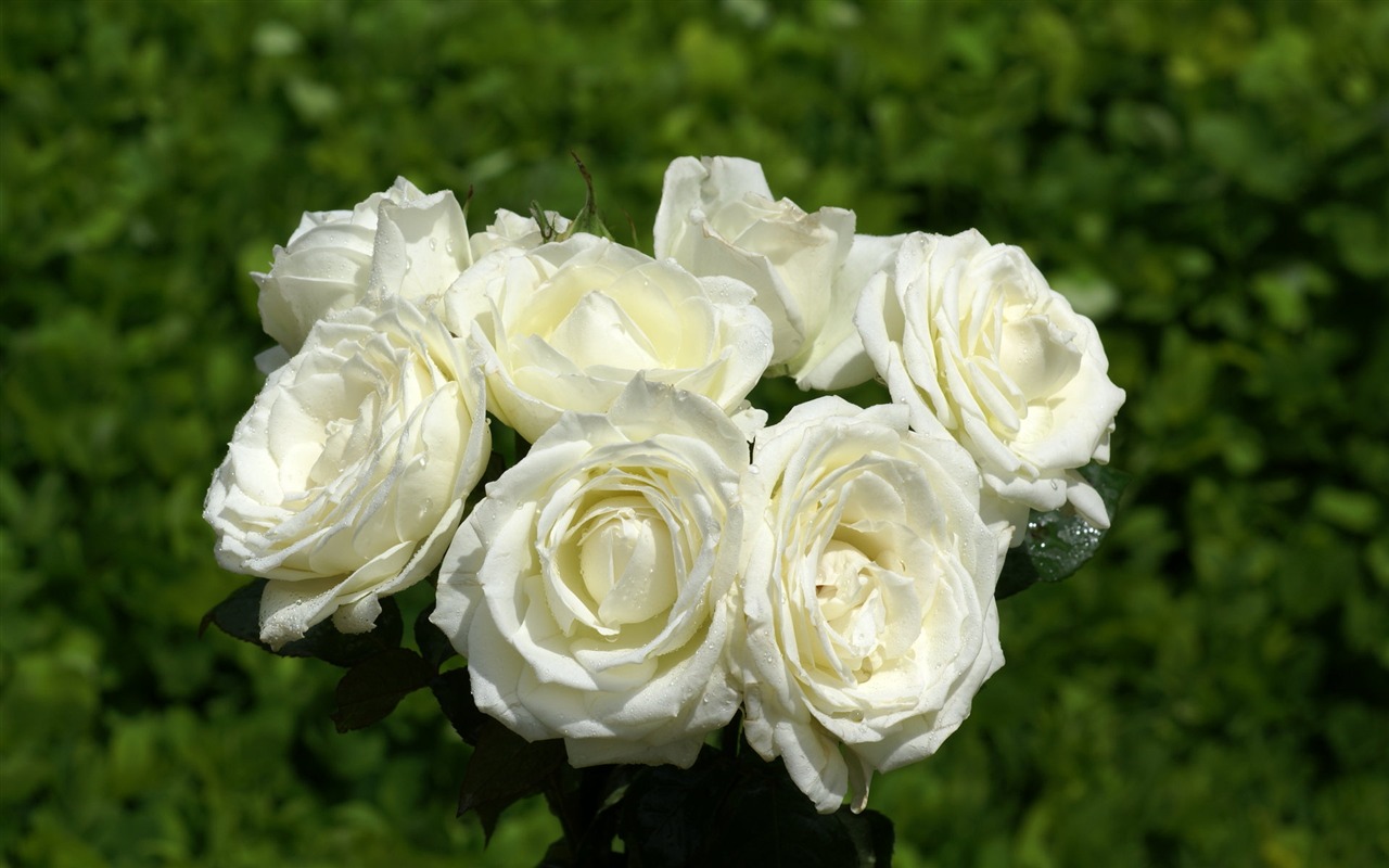 Rose Foto tapety (8) #4 - 1280x800