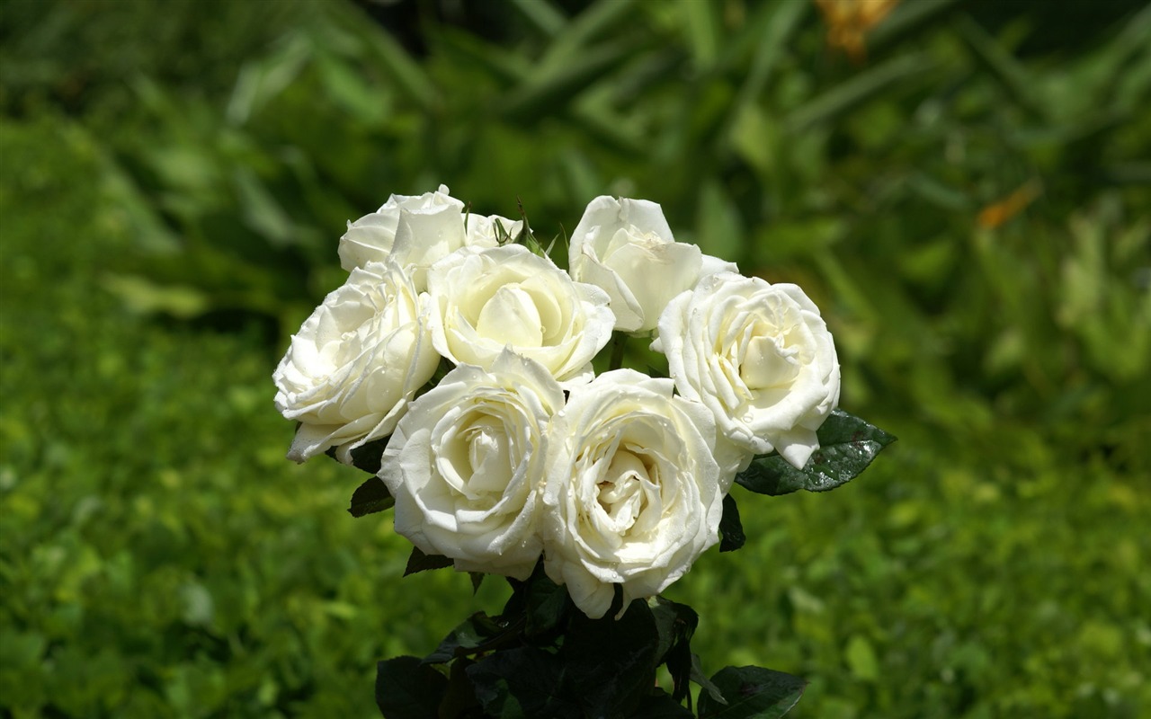 Rose Foto tapety (8) #5 - 1280x800