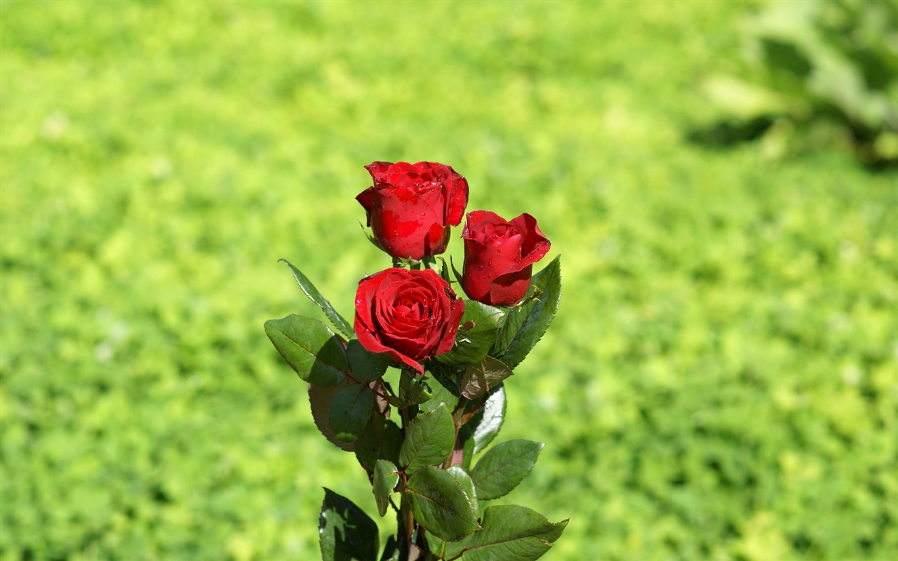 Rose Foto tapety (8) #6 - 1280x800