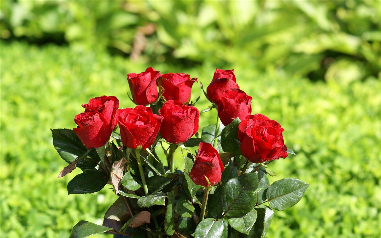 Rose Foto tapety (8) #8 - 1280x800