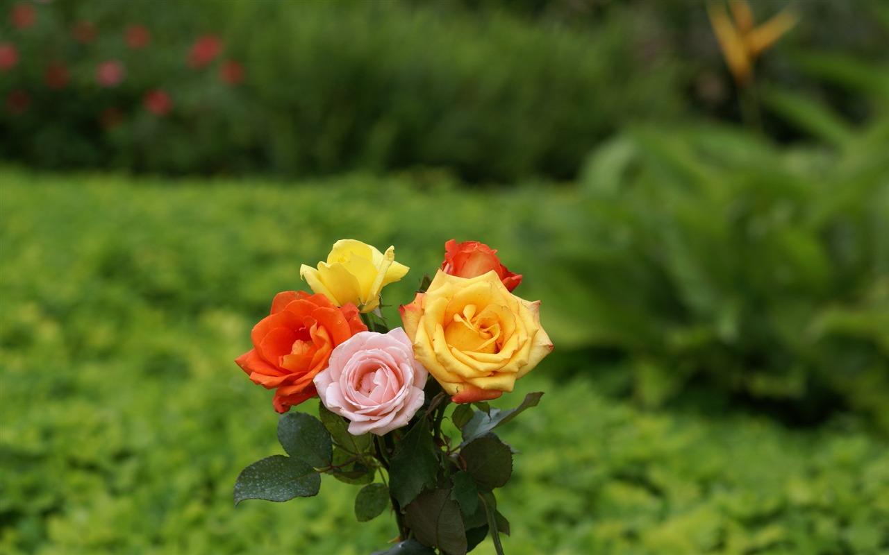 Rose Foto tapety (8) #11 - 1280x800