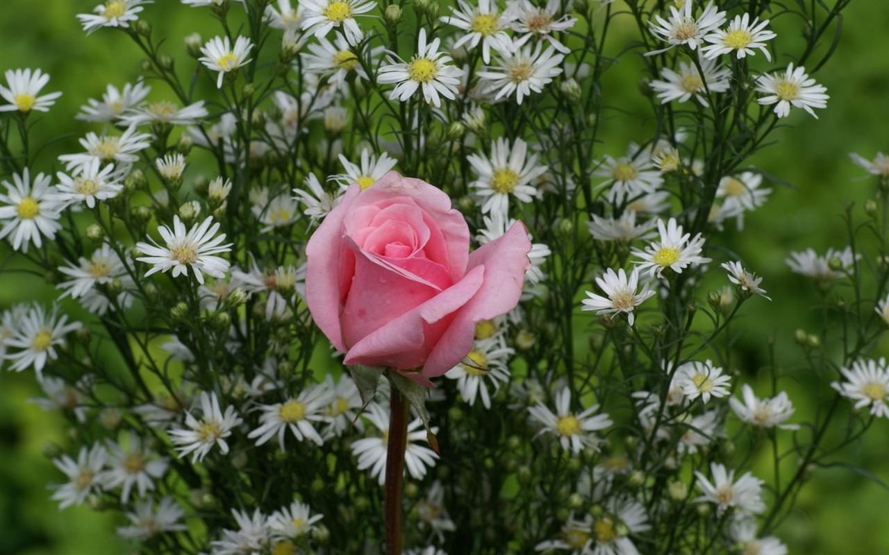 Rose Foto tapety (8) #12 - 1280x800