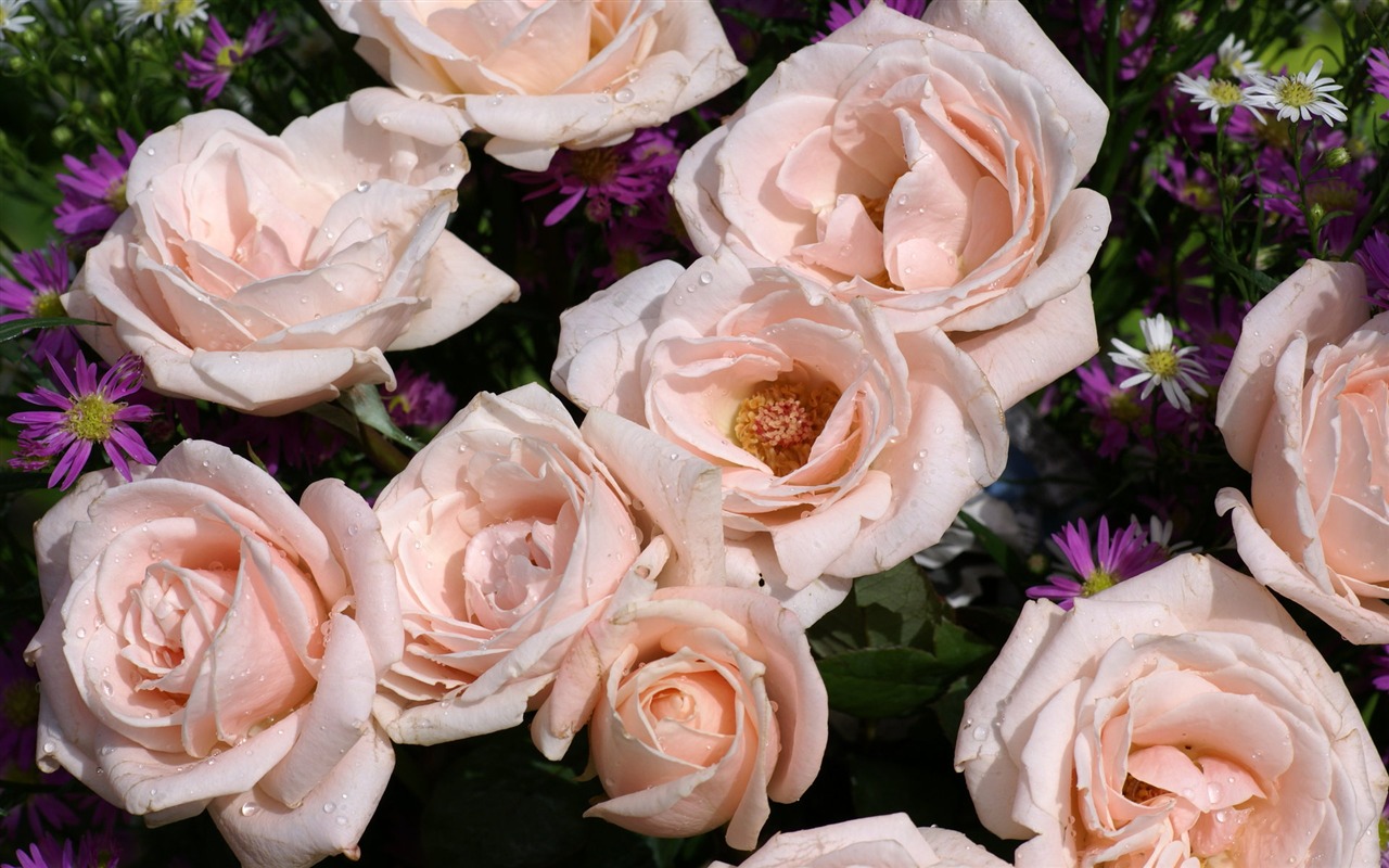 Rose Foto tapety (9) #1 - 1280x800