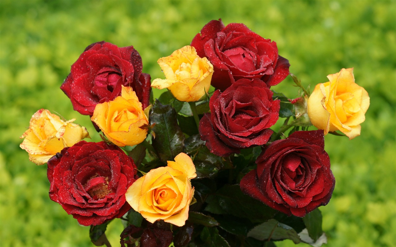 Rose Foto tapety (9) #4 - 1280x800