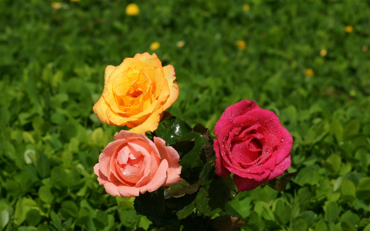 Rose Foto tapety (9) #11 - 1280x800