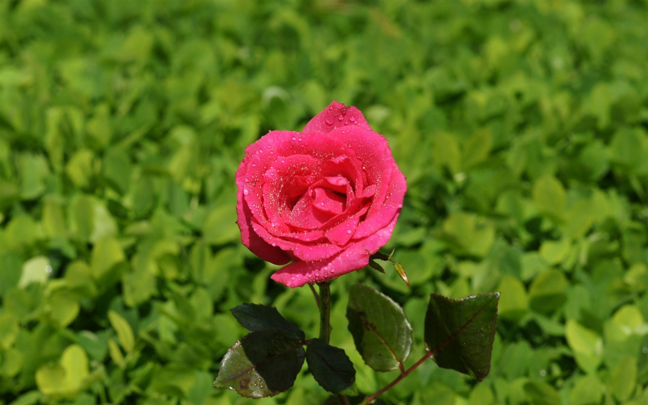 Rose Foto tapety (9) #17 - 1280x800