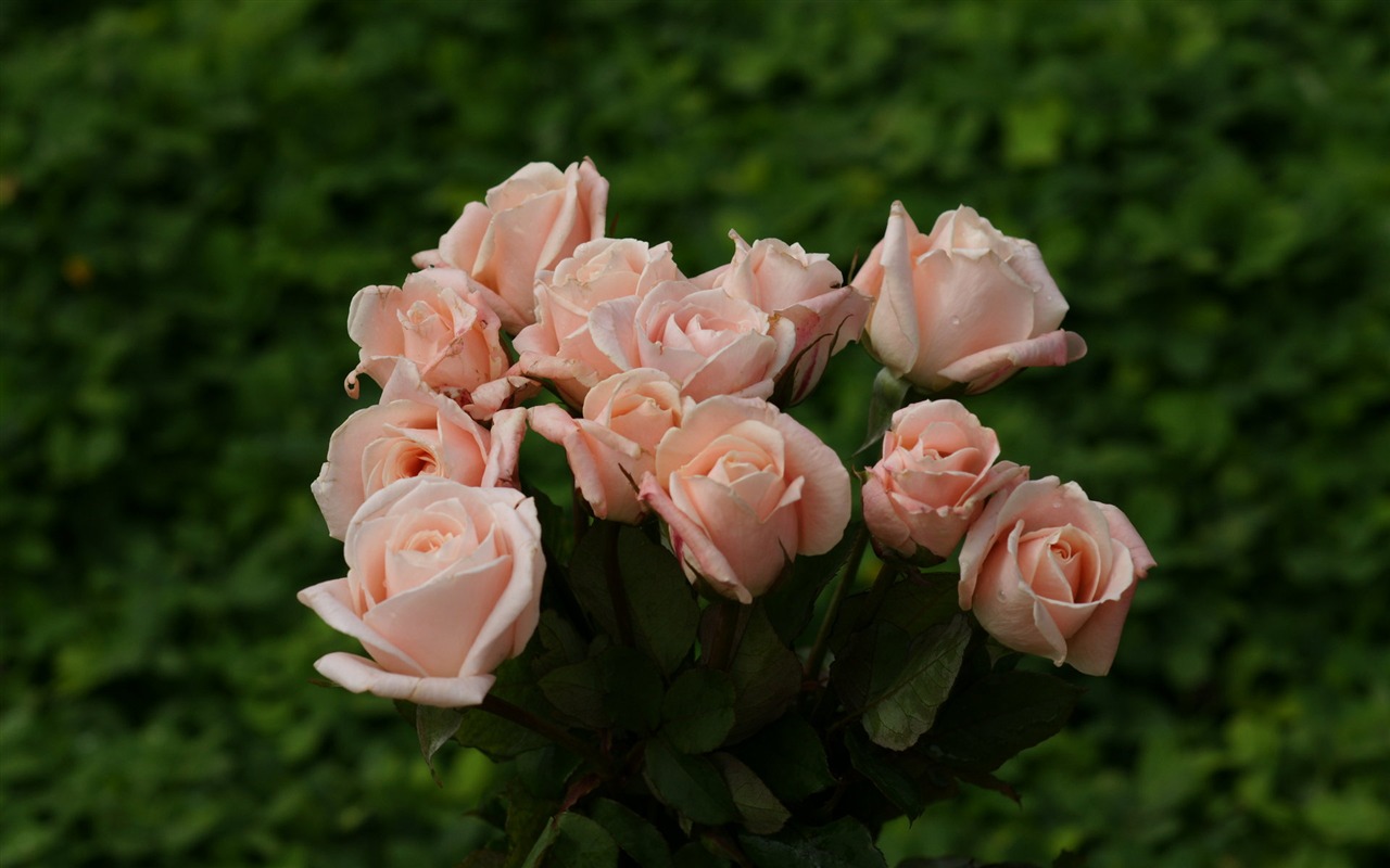 Rose Foto tapety (9) #19 - 1280x800