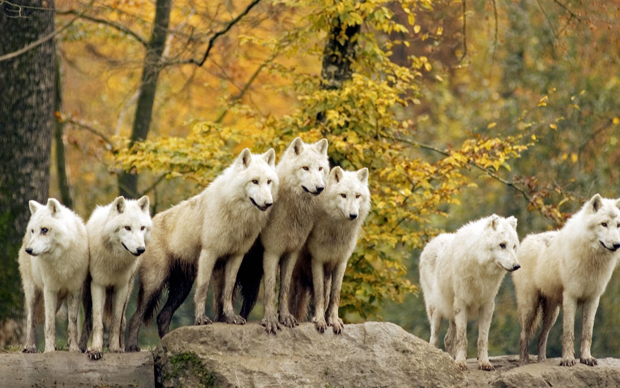 Animal Widescreen Wallpapers Collection (25) #20 - 1280x800
