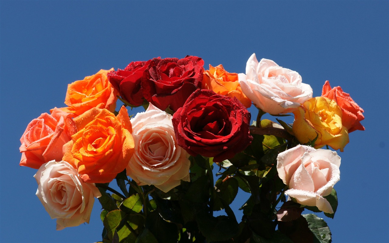 Rose Foto tapety (10) #1 - 1280x800