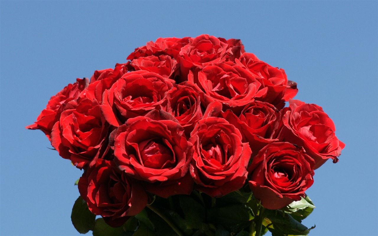 Rose Foto tapety (10) #5 - 1280x800