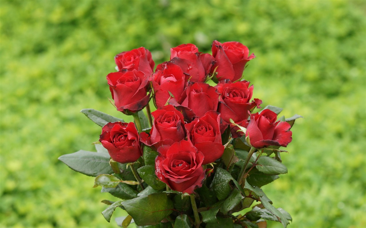 Rose Foto tapety (10) #8 - 1280x800